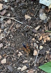 Sphex ichneumoneus