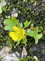 Ranunculus pygmaeus