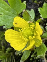 Ranunculus pygmaeus