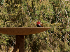 Hypargos niveoguttatus