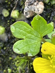 Ranunculus pygmaeus