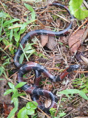 Erythrolamprus mimus