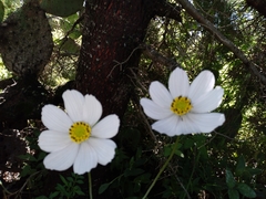 Cosmos diversifolius