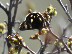 Litocala sexsignata
