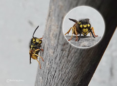 Vespula germanica