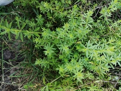 Galium mollugo
