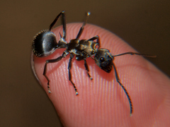 Polyrhachis epinotalis