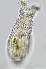 Philodina vorax