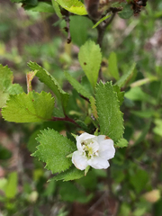Crataegus flava