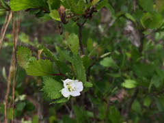 Crataegus flava