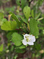 Crataegus flava