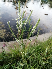 Melilotus albus