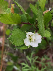Crataegus flava