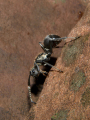 Polyrhachis epinotalis