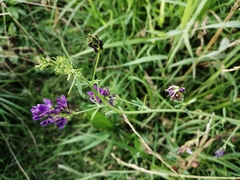 Medicago × varia