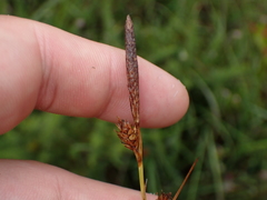 Carex binervis
