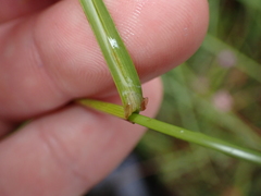 Carex binervis