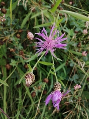 Centaurea jacea