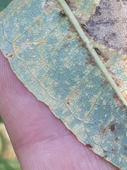 Pucciniastrum epilobii