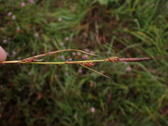 Carex binervis