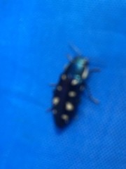 Buprestis octoguttata