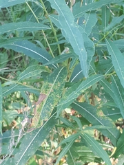 Pucciniastrum epilobii