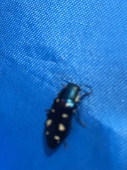 Buprestis octoguttata
