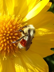 Bombus huntii