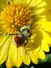 Bombus huntii