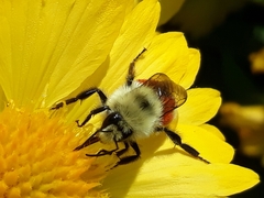 Bombus huntii