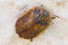 Hypocassida