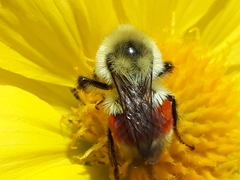 Bombus huntii