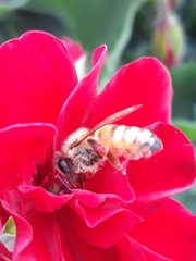 Apis mellifera