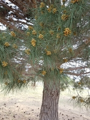 Pinus brutia eldarica