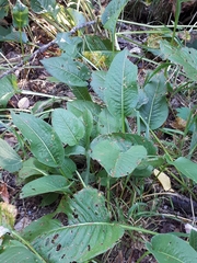Bistorta officinalis