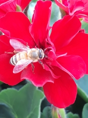 Apis mellifera