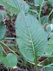 Bistorta officinalis