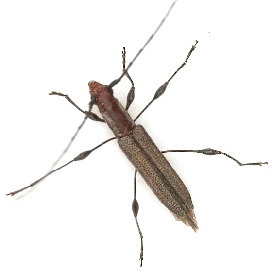 Narrow-necked Rhopalophora