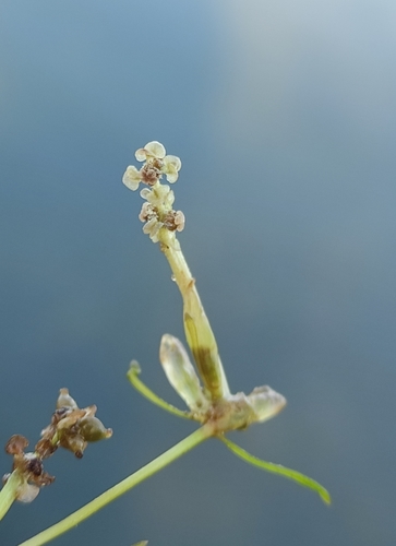 Small pondweed (Potamogeton pusillus)
