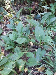 Bistorta officinalis