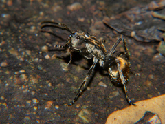 Polyrhachis epinotalis