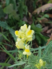 Linaria vulgaris