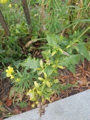 Linaria vulgaris
