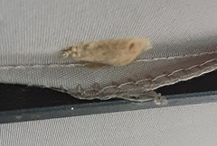 Lymantria dispar dispar