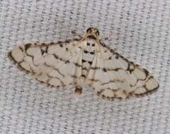 Hileithia rehamalis
