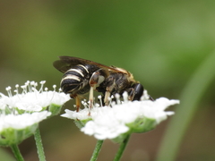 Pseudapis diversipes