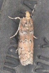 Sciota rubrisparsella