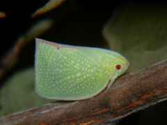 Cryptoflata