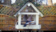 Garrulus glandarius