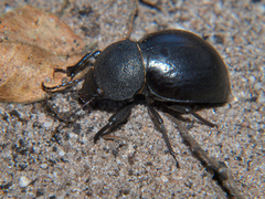Ocnodes scrobicollis